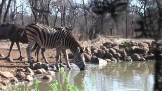 Zebra hunting in Zimbabwe Africa.MTS