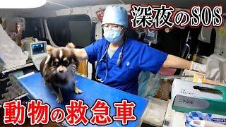 診察や治療ができる動物の救急車に密着