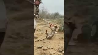  A man rescues a lynx | tiktok #Shorts