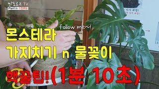 (1분짜리) 몬스테라 가지치기n 물꽂이 핵꿀팁 plant monster a