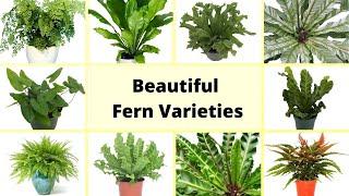 Beautiful Fern Varieties with Names // Different types of fern // Ferns Identification //Fern Plants