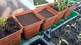 Repiquage de mes plantes de piment, aubergine, poivrons et autres en serre froide .