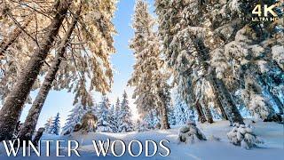 Enchanting Winter Woods ️ Scenery & Relaxing Ambient Piano Music