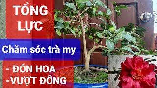 TỔNG LỰC chăm sóc trà my ĐÓN HOA và VƯỢT ĐÔNG