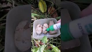 Moving Turtle Eggs.