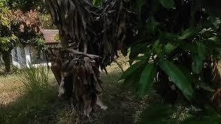 MENEMUKAN MAKAM DI SAAT PERJALANAN SPIRITUAL DI TENGAH HUTAN