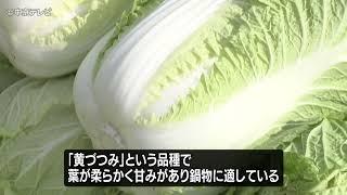 愛知・豊田市　白菜の収穫が行われる