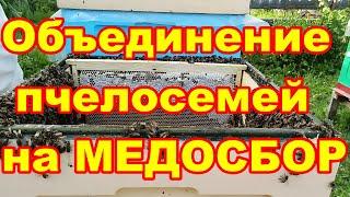 Объединение пчелосемей на МЕДОСБОР ! Как просто объединить две семьи пчёл перед главным медосбором !