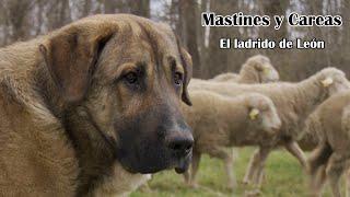 CH13 | Documentales | Mastines y Careas, el ladrido de León