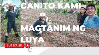 Ganito kami magtanim ng luya | Luya farming | Aurora Province #BangkagTV