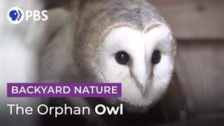 The Orphan Owl | Backyard Nature