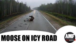 Moose on icy road