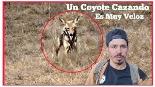 Coyote Cazando Increíble Su Rapidez Para Cazar