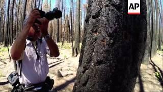 The U.S. Forest Service says salvage logging, or the removal of dead trees, is needed following last