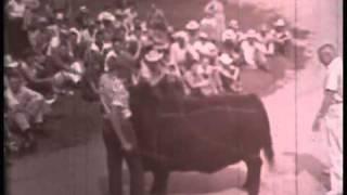 Angus Cattle History: An Angus In Your Future, Part 1