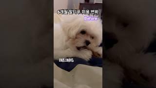 6개월 말티푸 미용 변화 #강아지 #말티푸 #멍미르 #강아지미용 #shorts