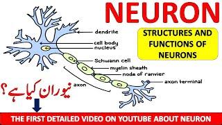 Neuron in Urdu/Hindi| Structured and Functions of Neuron| Type of neuron |Classification| Parts