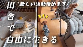 【田舎暮らし】お金はないが心の余裕ができた移住生活!保護犬ボランティア活動始動【移住64】