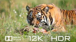 World amazing animal collection in Dolby Vision 12K HDR 60fps - Relaxing Piano Music