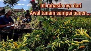 Cara menanam cabe dari awal sampai panen...