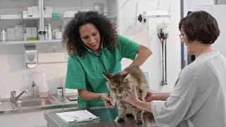 Merck Animal Health WORKS: Companion Animal