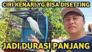 APAKAH KENARI DURASI PENDEK BISA DISETTING BIAR BISA DURASI PANJANGINI CARANYA