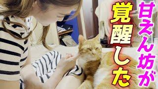 末っ子猫の甘えん坊が覚醒！胸キュン連発でした…[包帯猫のいきる君]