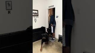 MJ getting us hyped for that night ride!️#fyp #dogs #influencer