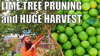 MASSIVE Tahitian Lime HARVEST & Hard Pruning Tips