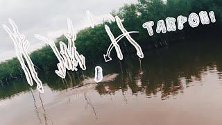 FISHING FOR BACKWATER TARPONS!! (TARPON MAYHAM!)