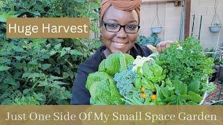 Huge Harvest  - Just One Side Of My Small Space Garden