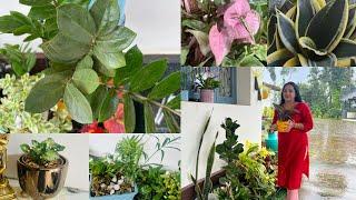 Indoor plants care and tips / Indoor plants ಗೆ ಯಾವ ರೀತಿ pot mixture ಬೇಕು?ಯಾವ ರೋಗ ಬರುತ್ತದೆ ?varieties