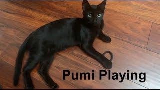 PUMI PLAYING #CATS #KITTYCATS #KITTENS #CATZ