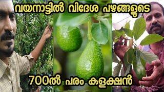 Wayanad key farm :വിദേശ ഇനം തൈകൾ 700 റിൽ പരം