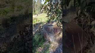 A special resting place along Mullum Mullum Creek Trail.