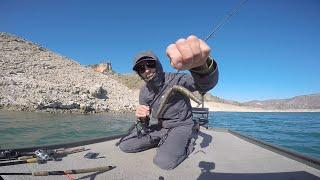 LA PESCA DEL BLACK BASS EN NOVIEMBRE ¿QUÉ TÉCNICAS USAR? ¿PESCA RÁPIDA O LENTA?