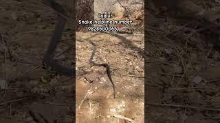 Snake release #viralvideo #snake #venomoussnake #youtubeshorts #wildlife #dangeroussnake #jaipurnews