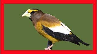 Evening Grosbeak Song! Evening Grosbeak Call - Pepitero Norteño Canto - Coccothraustes Vespertinus