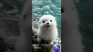 Baby white otter