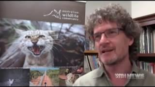 WIN TV News Riverina - Feral Cat Report featuring AWC (17 1 17)