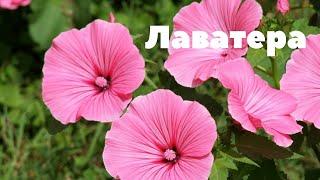 Лаватера эффектная и яркая красавица!