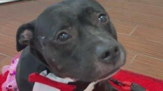 Humane Society of Broward wants to help you find your next great love