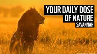 A daily dose of nature | Savannah | WWF