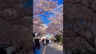 Spring walk in Jeju #koreatravel #discoverkorea #cherryblossom #springkorea