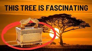 Everything you need to know about Acacia trees