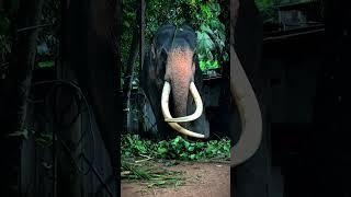 The Majestic Tusker