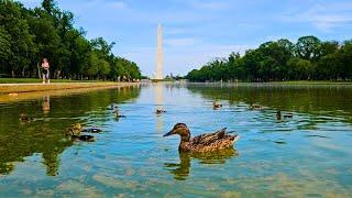 Ducks in front of Washington Monument