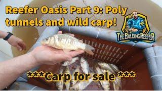 Reefer Oasis Koi Farm: Part 9 Poly Tunnels, Wild Carp! ***Do the new trenches hold water??***