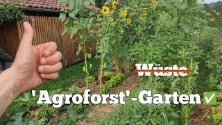 Verwandlung eines durch Hitze & Dürre "toten" Gartens in fruchtbare Oase Dank 'mini Agroforst'!?