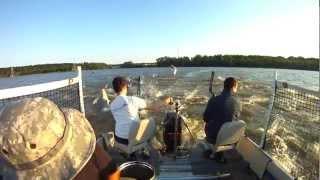 Bowfishing Asian Carp Illinois River Peoria Carp Hunters